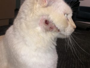 Tucker is a bully, but he is healing nicely.